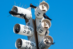 Purple Martin